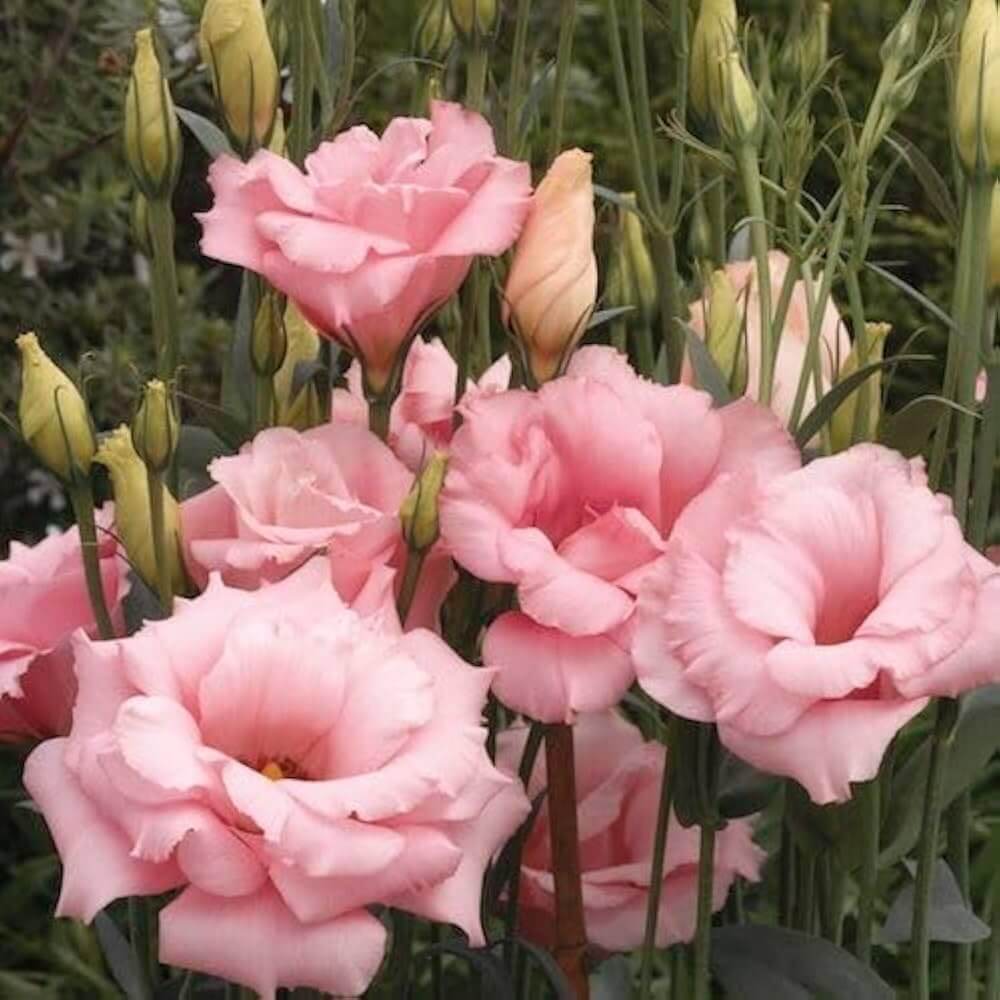 Lisianthus Echo Pink Seeds - Heirloom Flower Plant for Home Gardens