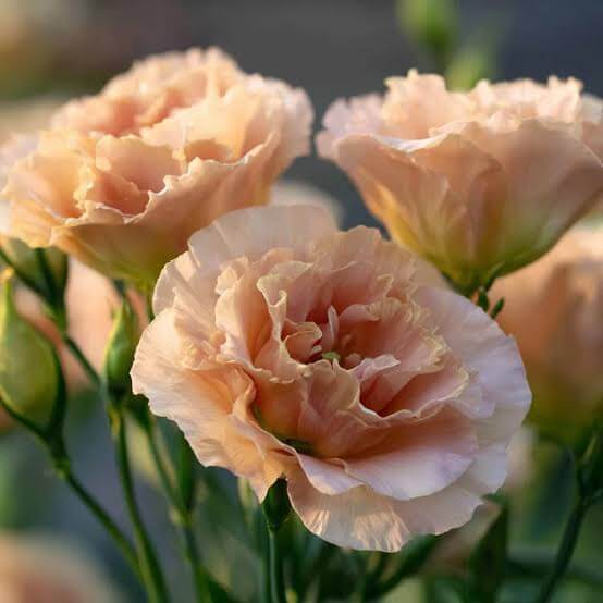 Lisianthus Orange Seeds - Heirloom Flower Plant for Home Gardens