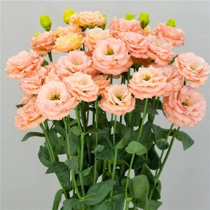 Lisianthus Orange Seeds - Heirloom Flower Plant for Home Gardens