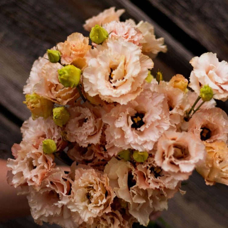 Lisianthus Orange Seeds - Heirloom Flower Plant for Home Gardens