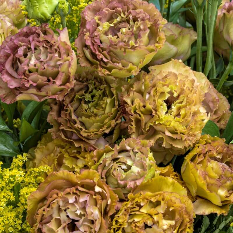 Lisianthus Rosanne Seeds - Heirloom Flower Plant for Home Gardens