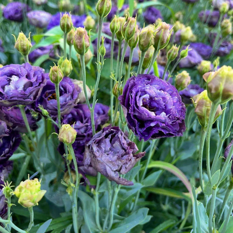 Lisianthus Rosanne Seeds - Heirloom Flower Plant for Home Gardens