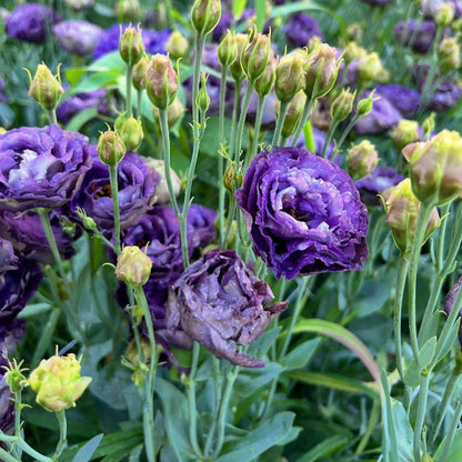 Lisianthus Rosanne Seeds - Heirloom Flower Plant for Home Gardens