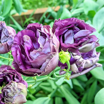 Lisianthus Rosanne Seeds - Heirloom Flower Plant for Home Gardens