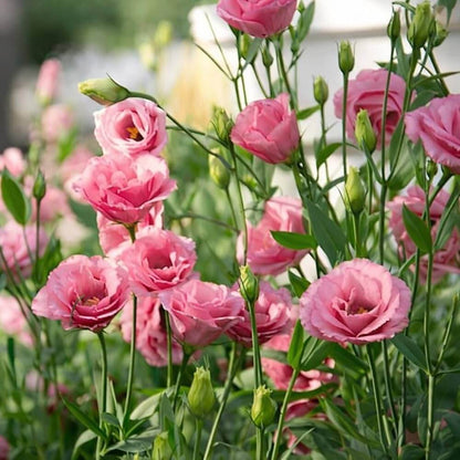 Lisianthus Rosanne Seeds - Heirloom Flower Plant for Home Gardens