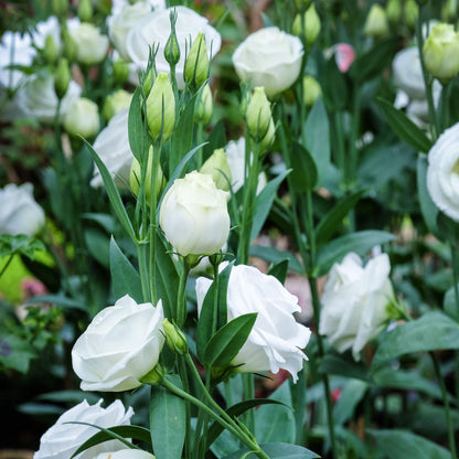 Lisianthus Sapphire seeds - All in  one for home gardens