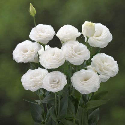 Lisianthus Sapphire seeds - All in  one for home gardens