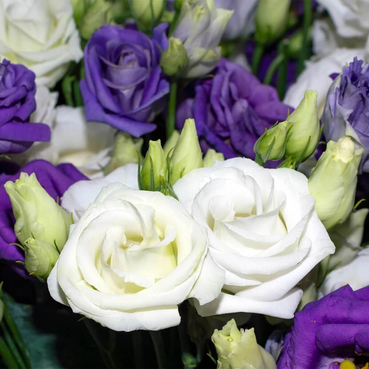 Lisianthus Seeds