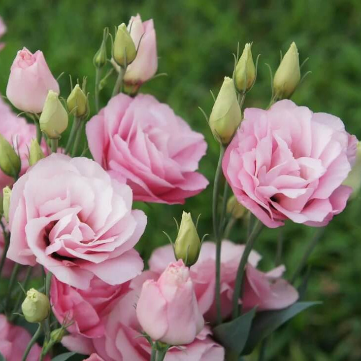 Lisianthus Seeds