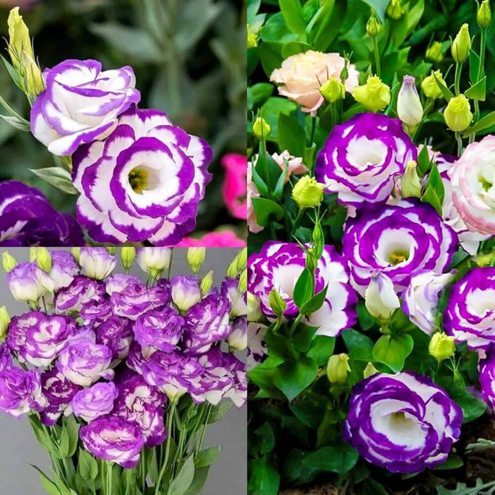 Lisianthus Seeds