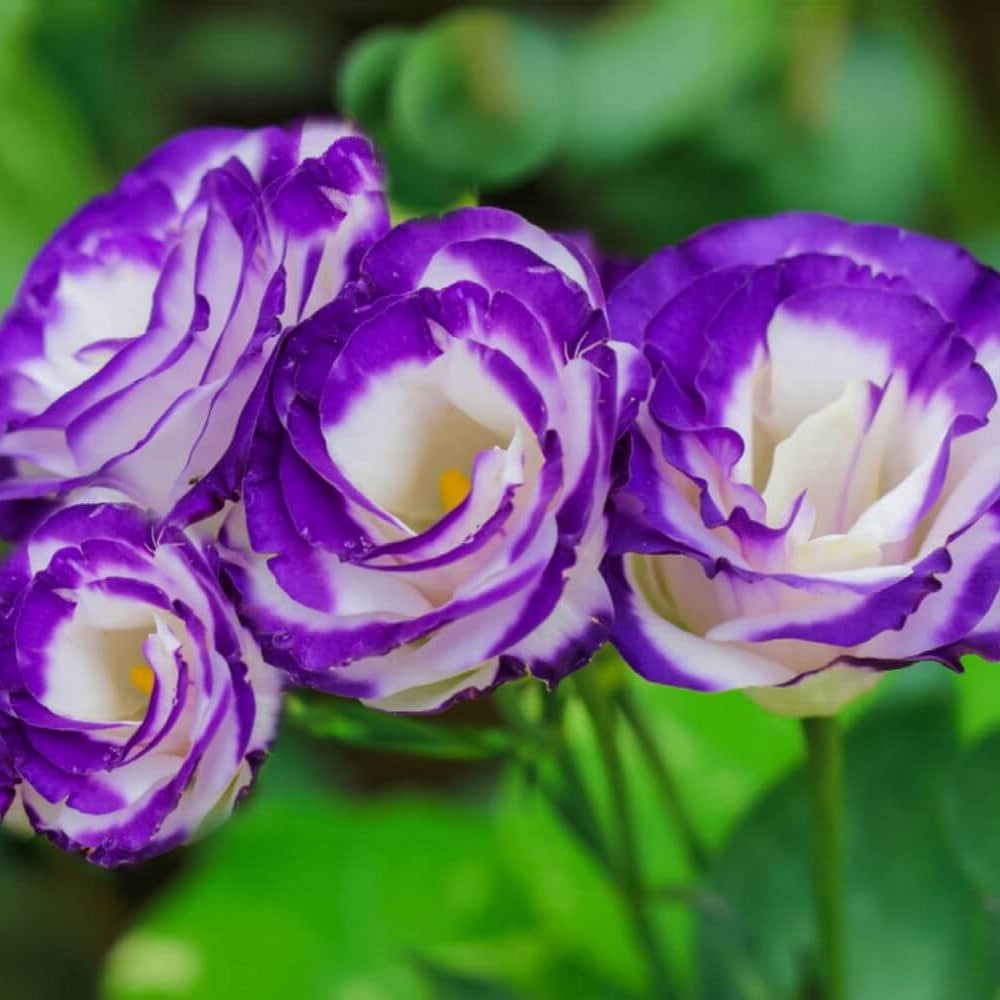 Lisianthus Seeds