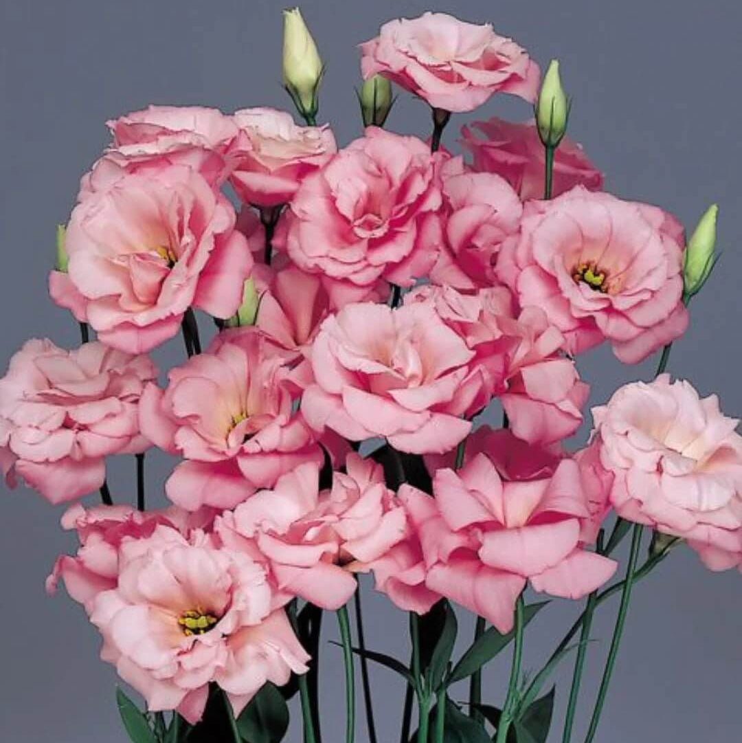 Lisianthus Seeds - All In One For Home Gardens