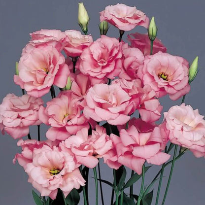 Lisianthus Seeds - All In One For Home Gardens
