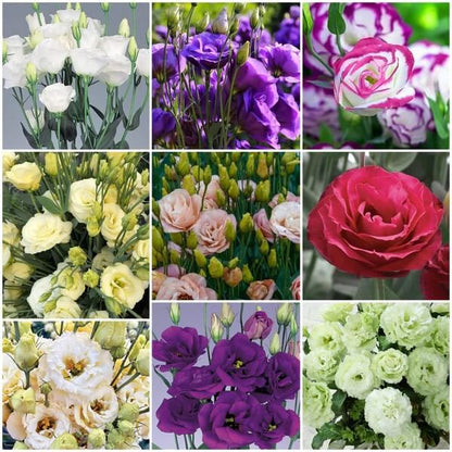 Lisianthus Seeds - All In One For Home Gardens