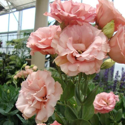 Lisianthus Seeds - All In One For Home Gardens