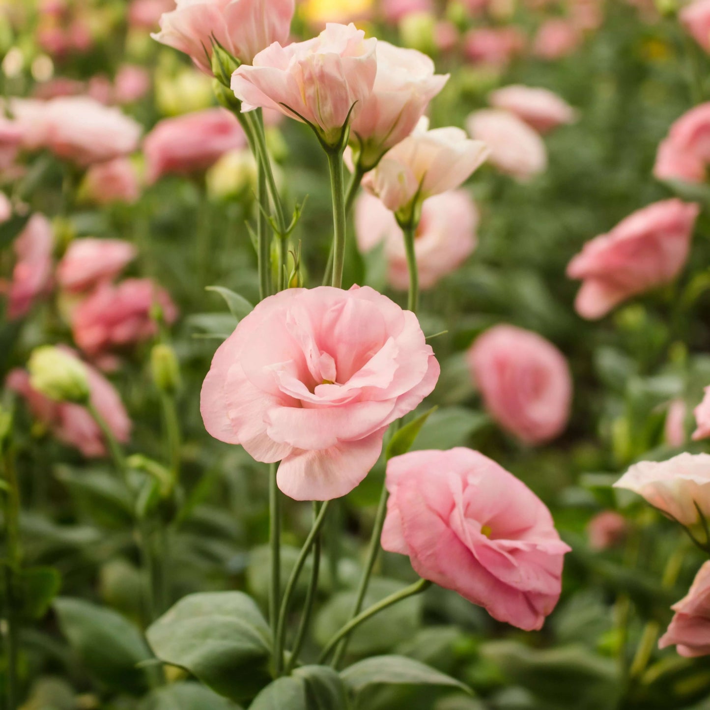 Lisianthus Seeds - Flower Plant for Home Gardens