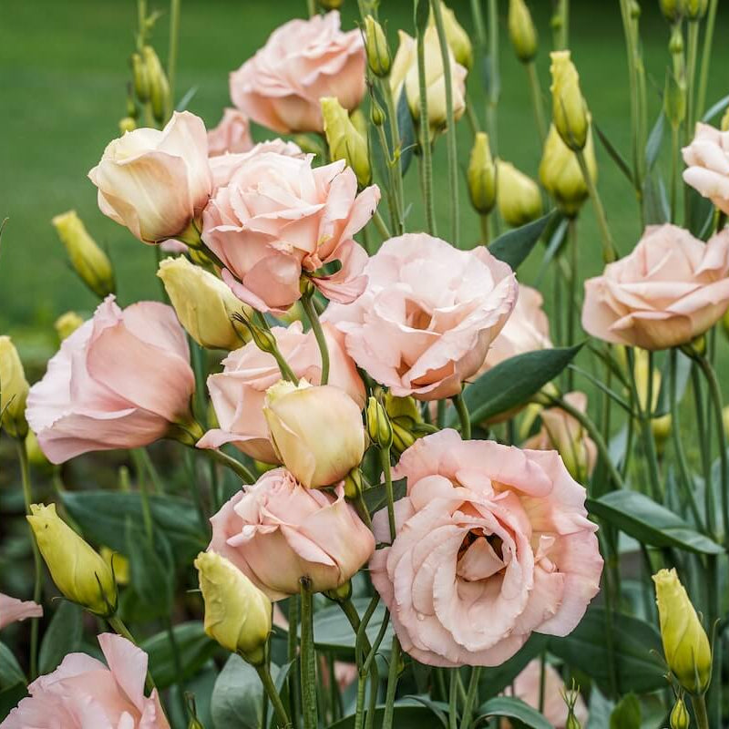 Lisianthus Seeds - Flower Plant for Home Gardens
