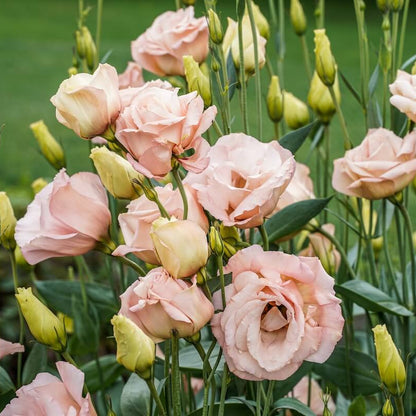 Lisianthus Seeds - Flower Plant for Home Gardens