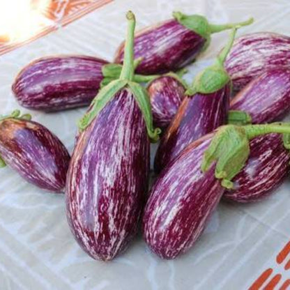 Listada de Gandia Eggplant Seeds - Heirloom Vegetable Plant for Home Gardens