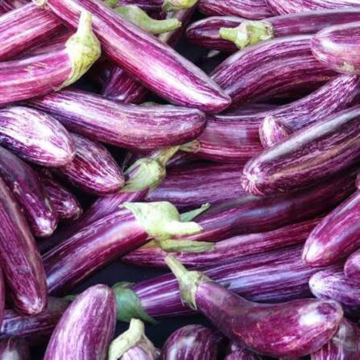 Listada de Gandia Eggplant Seeds - Heirloom Vegetable Plant for Home Gardens