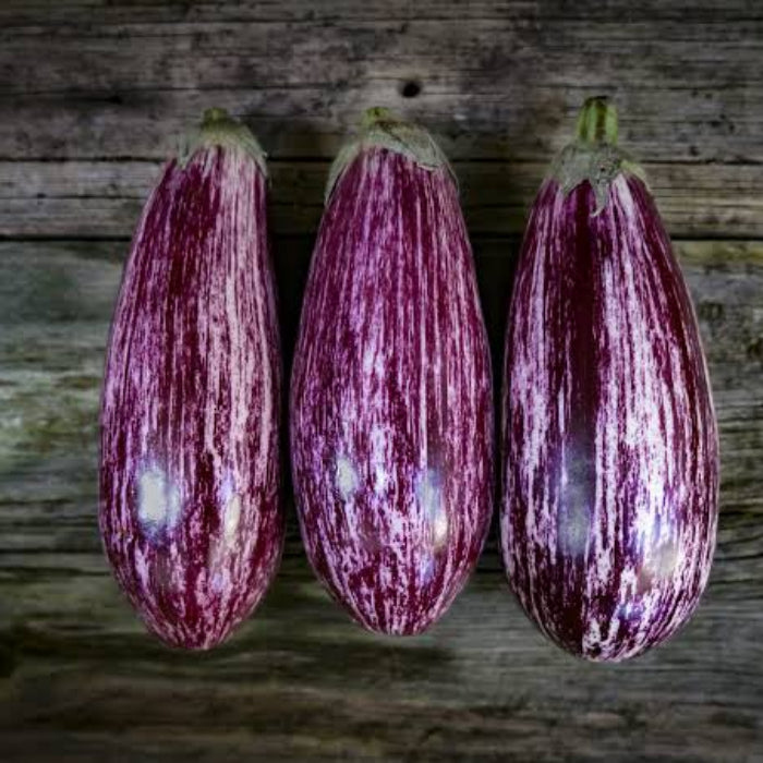 Listada de Gandia Eggplant Seeds - Heirloom Vegetable Plant for Home Gardens