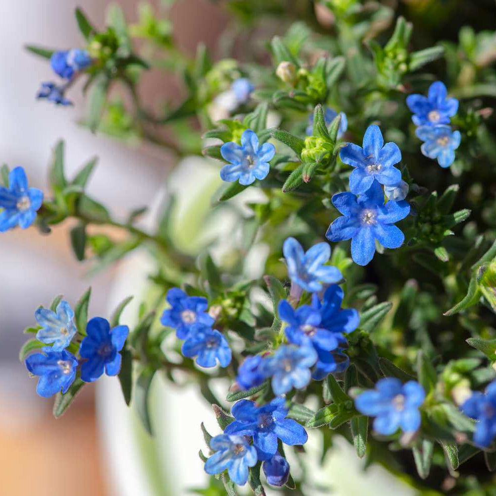 Lithodora Seeds 