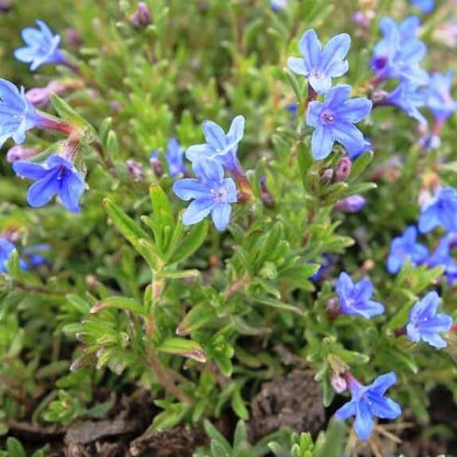 Lithodora Seeds 