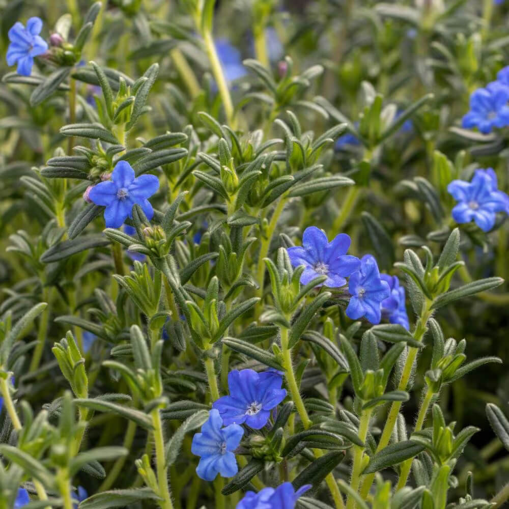 Lithodora Seeds 