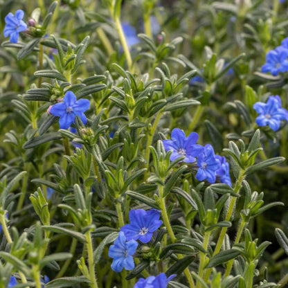 Lithodora Seeds 