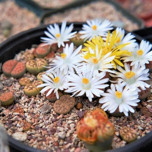 Lithops Seeds - Flower Plant for Home Gardens