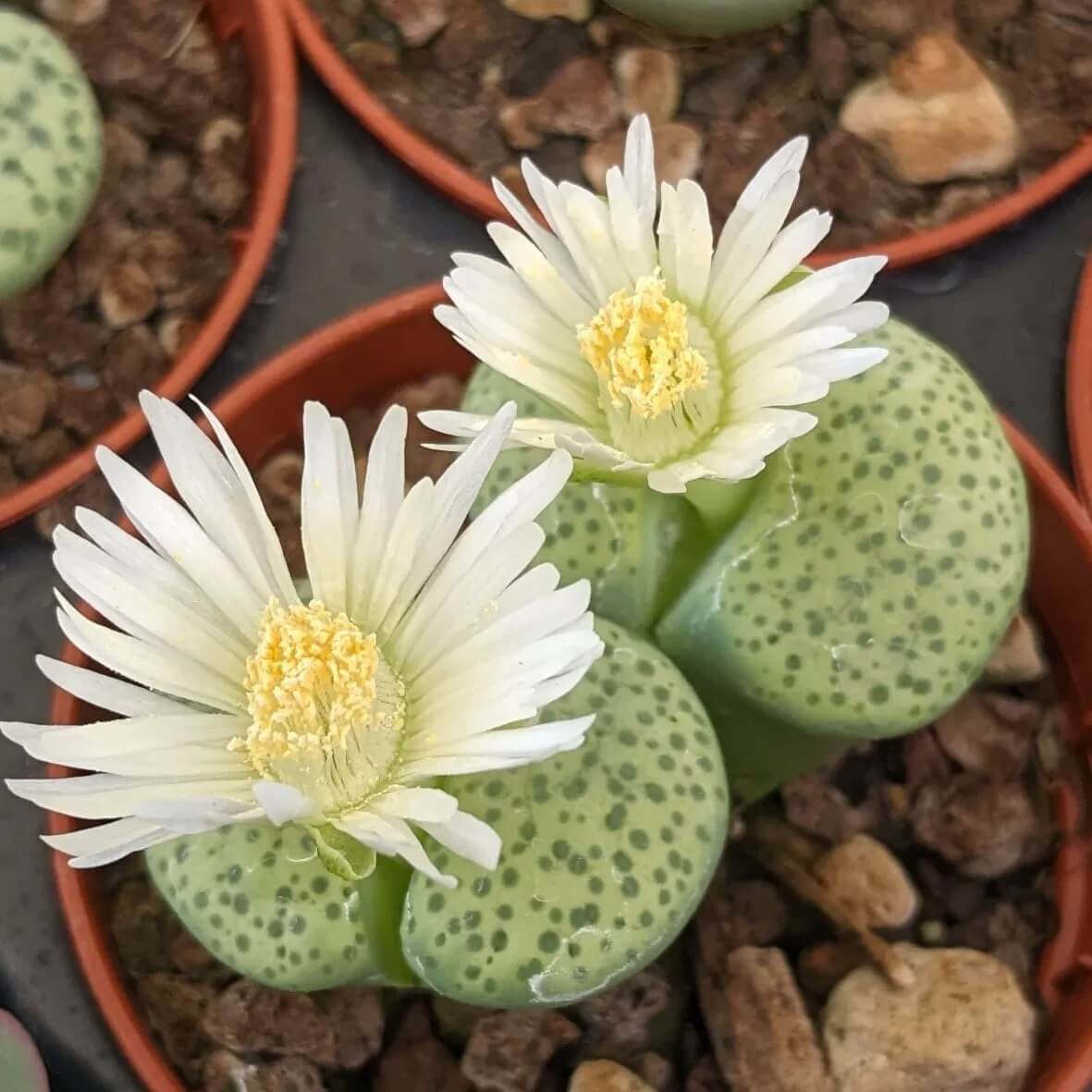 Lithops Seeds - Flower Plant for Home Gardens
