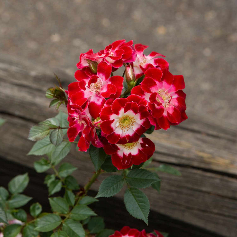 Little Artist Miniature Rose Seeds - Heirloom Flower Plant for Home Gardens