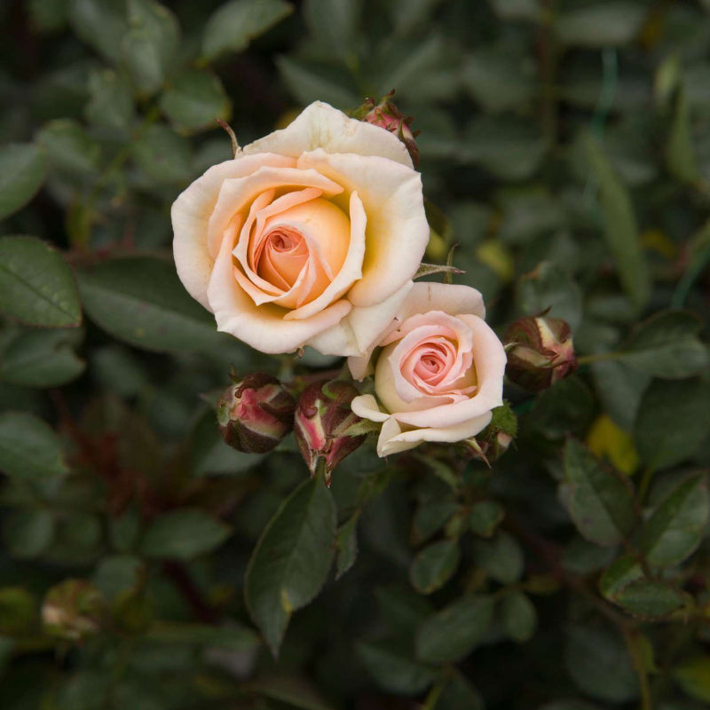 Little Artist Miniature Rose Seeds - Heirloom Flower Plant for Home Gardens