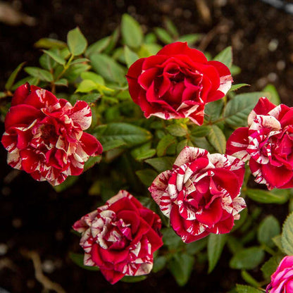 Little Artist Miniature Rose Seeds - Heirloom Flower Plant for Home Gardens