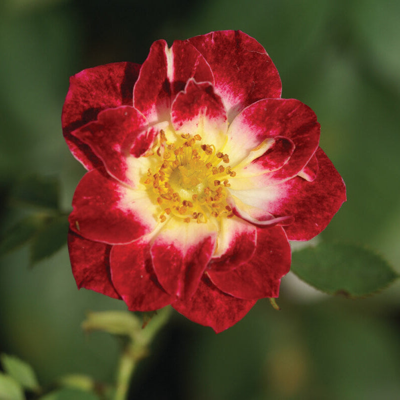 Little Artist Miniature Rose Seeds - Heirloom Flower Plant for Home Gardens
