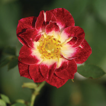 Little Artist Miniature Rose Seeds - Heirloom Flower Plant for Home Gardens