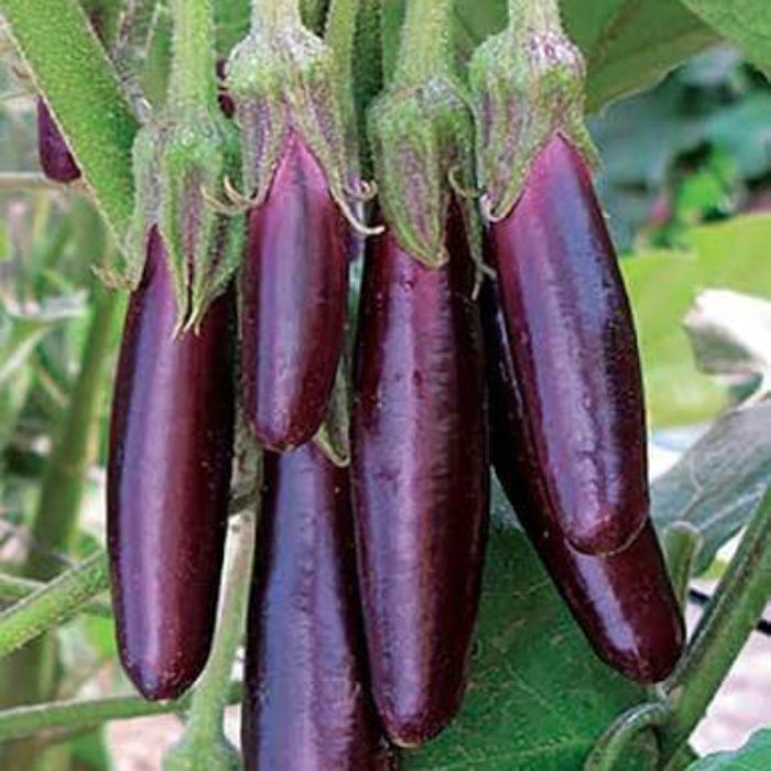 
Little Finger Eggplant Seeds - Heirloom Vegetable Plant for Home Gardens

