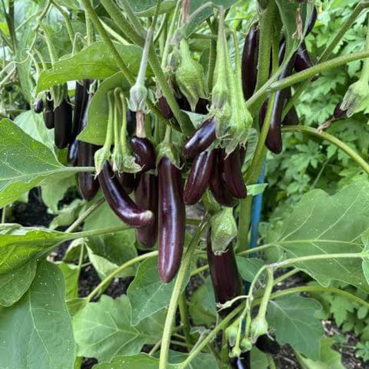 
Little Finger Eggplant Seeds - Heirloom Vegetable Plant for Home Gardens
