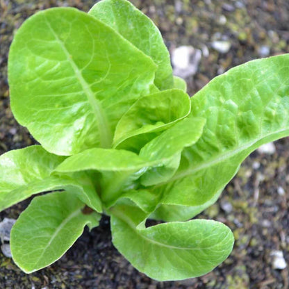 Little Gem Lettuce seeds - Vegetable Plant