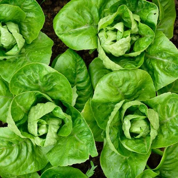 Little Gem Lettuce seeds - Vegetable Plant