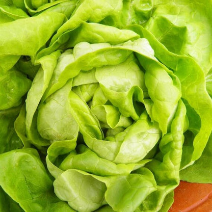 Little Gem Lettuce seeds - Vegetable Plant