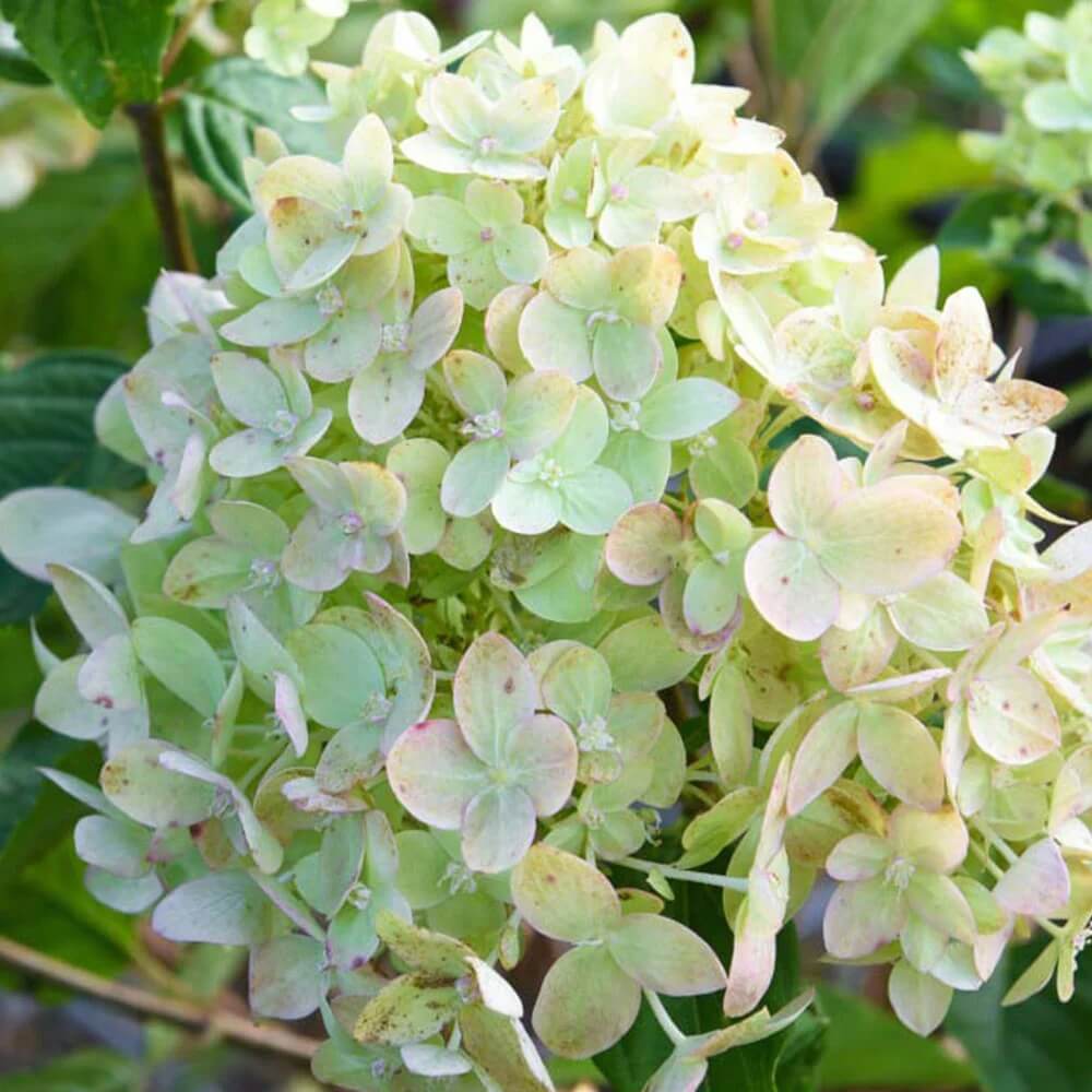 Little Lime Hydrangea Seeds