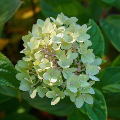 Little Lime Hydrangea Seeds