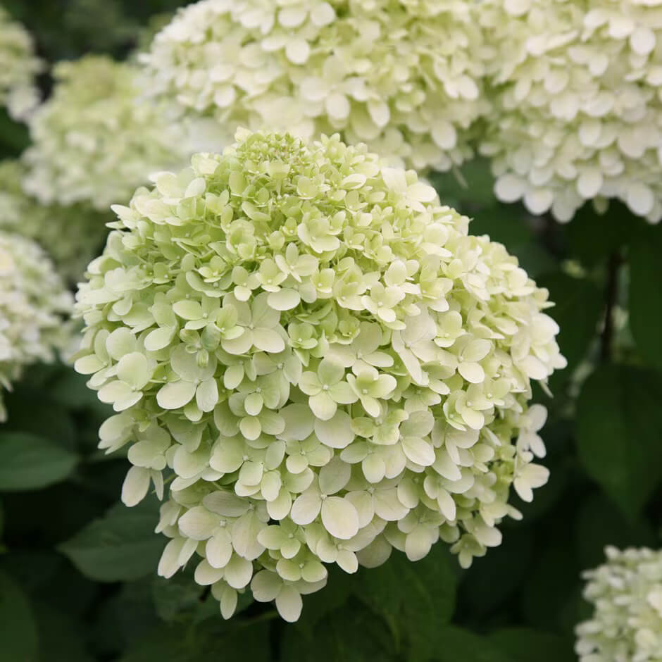 Little Lime Hydrangea Seeds