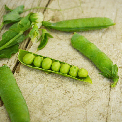 Little marvel pea seeds - Vegetable Plant