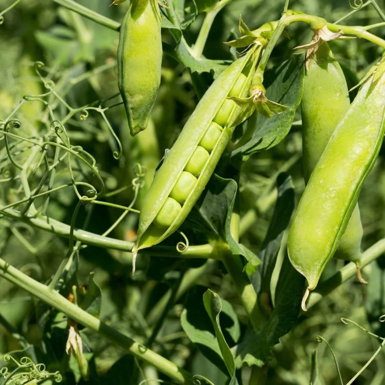 Little marvel pea seeds - Vegetable Plant