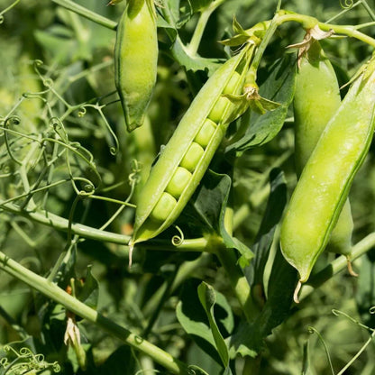Little marvel pea seeds - Vegetable Plant