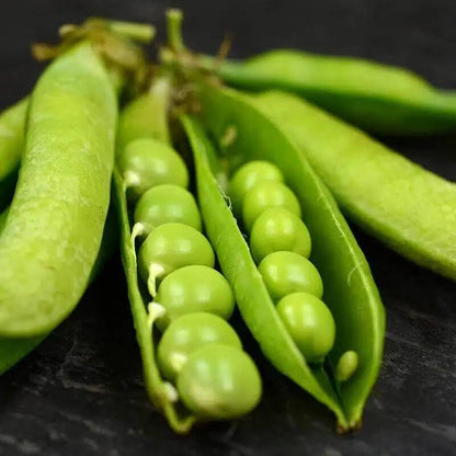Little marvel pea seeds - Vegetable Plant