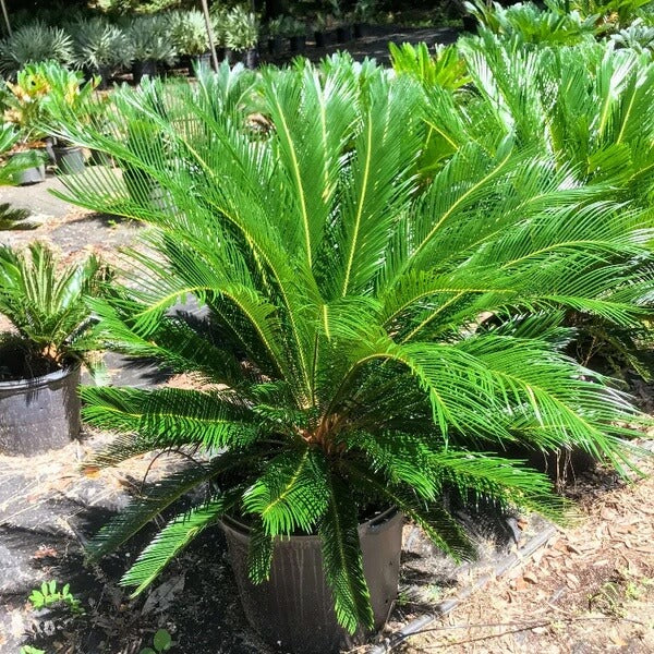 Living Fossil Plant Seeds 