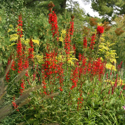 Lobelia Cardinalis Seeds - Heirloom Flower Plant for Home Gardens